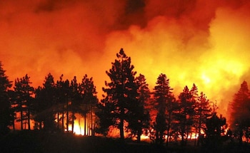 Siluetas de pinos a contraluz frente a humo denso y llamas brillantes de fuego de color naranja y amarillo