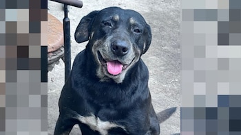 No siempre es la edad: el cansancio de tu perro mayor podría esconder una enfermedad grave, alerta veterinarios