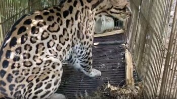 Ocelote rescatado en Antioquia ya