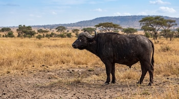 Un búfalo de color oscuro con grandes cuernos se encuentra en una sabana árida con pastos amarillos, árboles dispersos y un cielo azul con nubes.