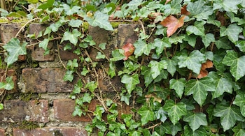 Primer plano de hiedra inglesa con hojas verdes cubriendo una pared de ladrillo roja y musgosa. Algunas hojas presentan gotas de agua y otras tonalidades marrones.