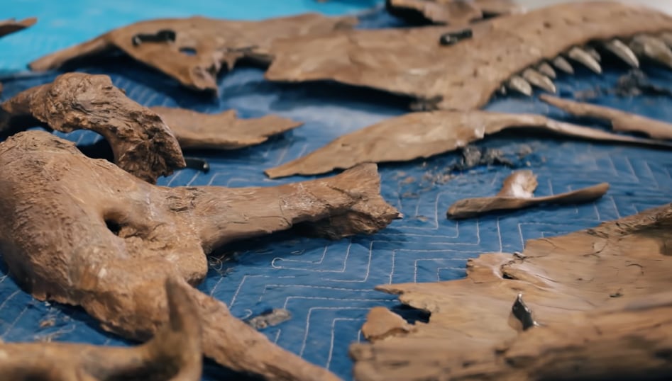 El mercado de fósiles de dinosaurios crece con el interés de coleccionistas privados, museos internacionales y fundaciones, según Sotheby’s (YouTube:@sothebys)
