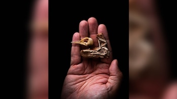 Así es el cráneo de