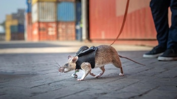 Las ratas gigantes africanas, entrenadas