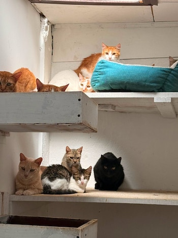 Médicos veterinarios de la zona unieron esfuerzos con SENASA para ofrecer espacio, atención y tratamiento a los animales rescatados (Cortesía: SENASA).