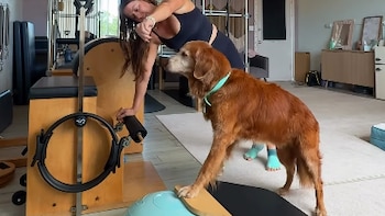 El perro de 15 años que dejó de caminar y volvió a correr con la ayuda del Pilates