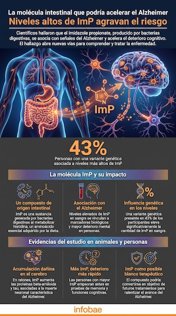 Ilustración de un torso humano con sistema digestivo y cerebro interconectados, la molécula ImP, neuronas, textos informativos, íconos y el porcentaje 43%.