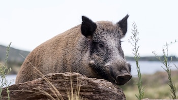 Una especie invasora, un jabalí