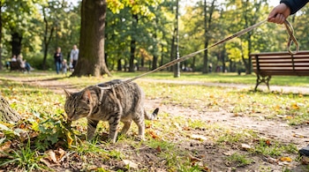 Un gato atigrado con arnés y correa olfatea plantas secas en el suelo de un parque, con árboles, hojas caídas y personas al fondo.