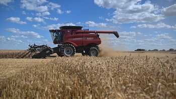 La próxima cosecha brasileña de