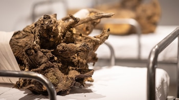 Estadío Inicial - CC Borges