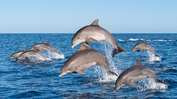 Seis delfines grises saltan fuera del agua azul del océano, con salpicaduras de agua y un cielo azul claro en el fondo.