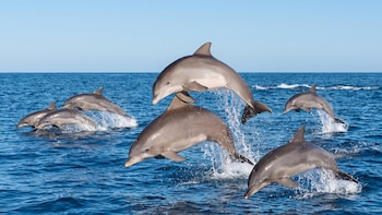 El lenguaje oculto de los delfines: cómo espían a sus presas y se comunican bajo el mar