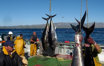 La sobrepesca redujo en más