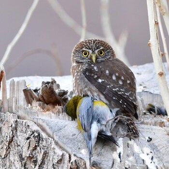 Imagen tomada en Parque Patagonia: