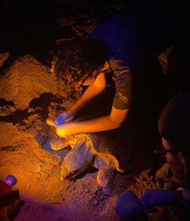 En la playa La Marinera se han registrado arribadas de más de 9,000 ejemplares en un solo evento. (MiAmbiente)