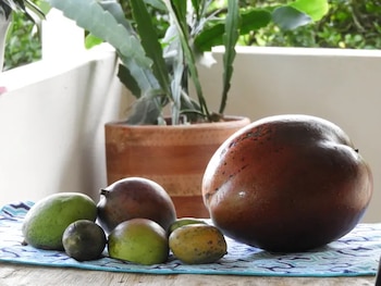 El imponente mango alcanzó un