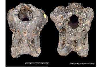 El fósil de Invictibellatrix amberina permaneció guardado en el Museo de Historia Natural de Londres desde 1924 Crédito: The Trustees of the Natural History Museum, Londres.