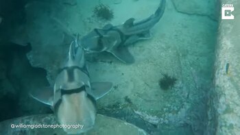 30-08-2021 Este tiburón de Port