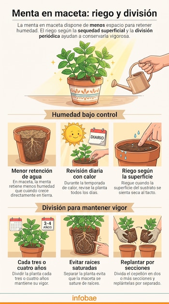 Infografía con ilustraciones sobre la frecuencia de riego, la humedad del suelo y la división del cepellón de la menta en maceta.