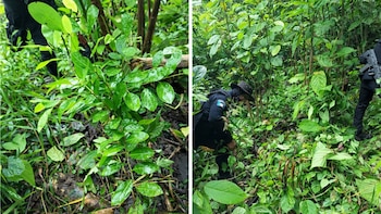 Guatemala: La erradicación de 3,300 arbustos de hoja de coca en Petén, se sumó a la ofensiva antinarcótica de este viernes