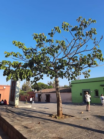 Xochimilco en Oaxaca, un pequeño
