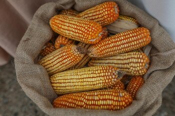 México plantea una reforma constitucional