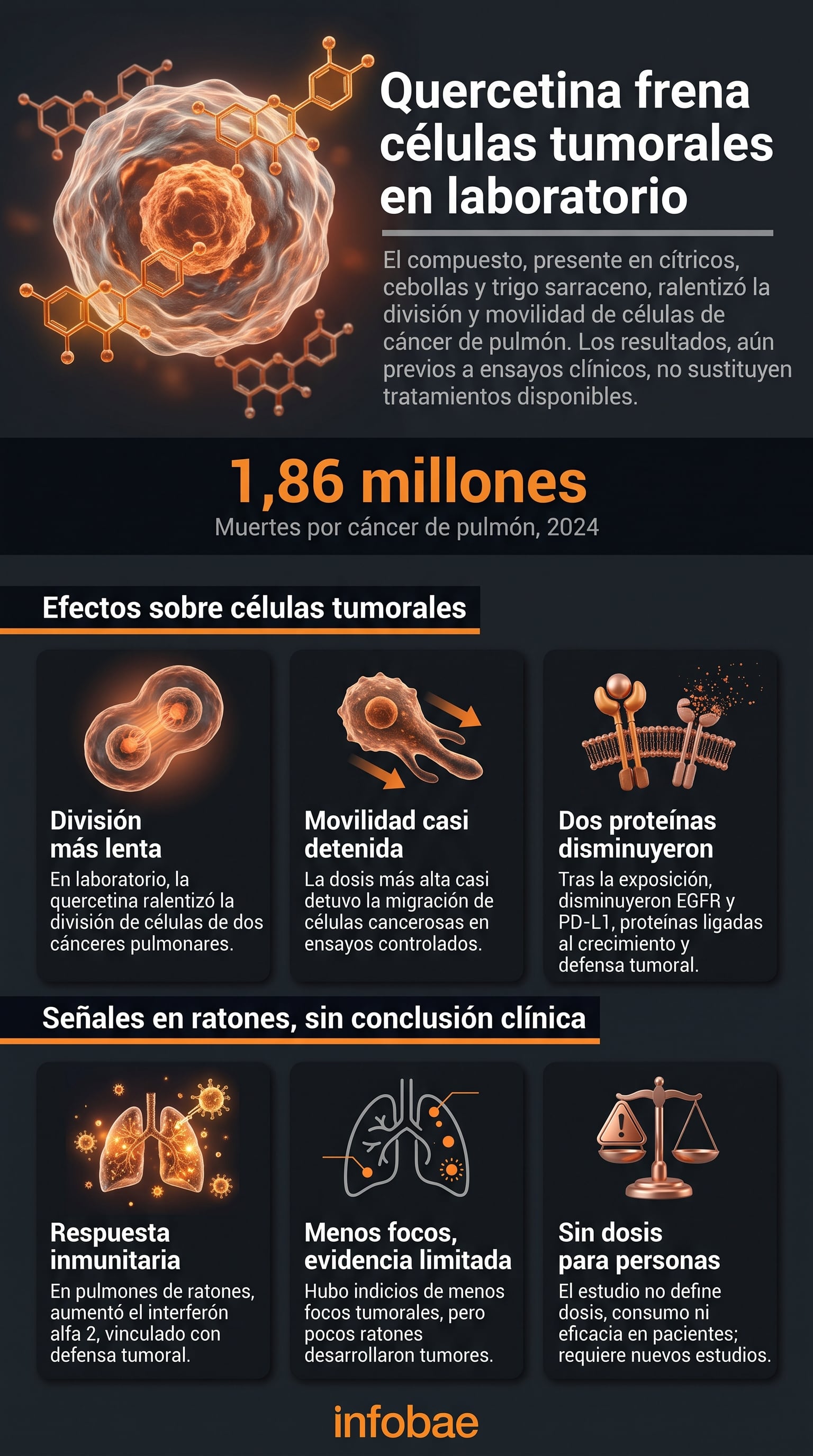 El compuesto vegetal disminuyó el estrés oxidativo en modelos celulares de carcinoma y adenocarcinoma pulmonar (Imagen Ilustrativa Infobae)