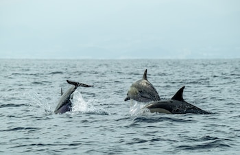 Un grupo de delfines nadando en la superficie (Pexels)