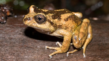 Rana de piel rugosa marrón clara y oscura, ojos grandes con pupilas negras, posada sobre una superficie de madera oscura con gotas de agua