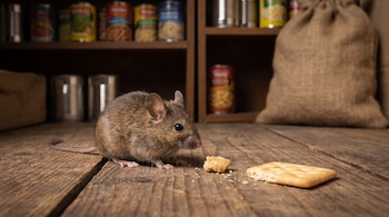 Un ratón de casa de pelaje marrón y gris en un piso de madera, cerca de trozos de galleta. Al fondo se ven estantes con latas de alimentos y un saco de yute.