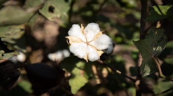 Cultivo de algodón. Capullo de algodón antes de ser cosechado