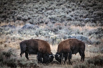 Bisontes peleando, Parque Nacional Yellowstone.