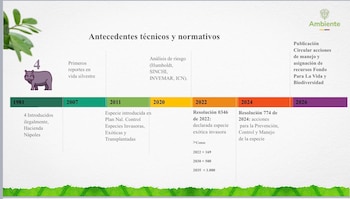La sobrepoblación de hipopótamos exóticos en Antioquia y otros departamentos colombianos genera una crisis ecológica y social que amenaza la biodiversidad y los recursos hídricos - crédito @MinAmbienteCo / X