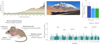 Gráfico de elevación, foto de montaña, diagrama de ratón con órganos, gráfico de barras de VO2max y gráfico de puntos de genes en scaffolds
