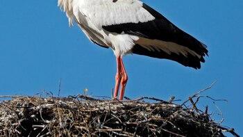 Los animales que migran perfeccionan