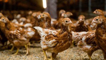 El caso de las 25.000