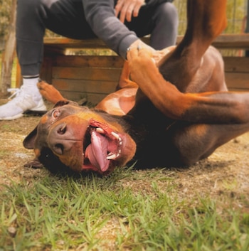 Bam, el perro de Jung