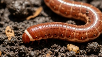 Detectan lombrices invasoras que pueden saltar 30 centímetros y amenazan cultivos y jardines