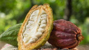Sector del cacao peruano generó más de 1,3 millones de empleos