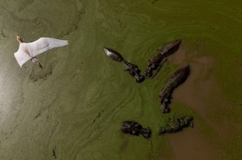 Una manada de hipopótamos en libertad en un lago en Doradal mientras una garceta nívea, autóctona de la región, vuela por encima - crédito New York Times