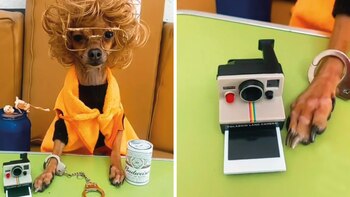 Perros interpretyan escenas de la