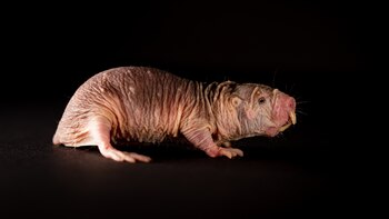 Rata topo desnuda: por qué