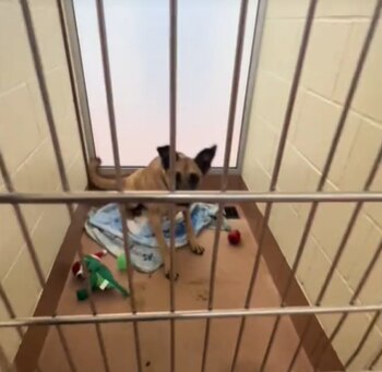 Voluntarios y cuidadores esperan que