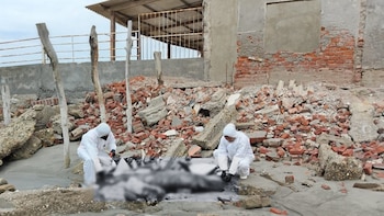 Hallan dos delfines comunes en