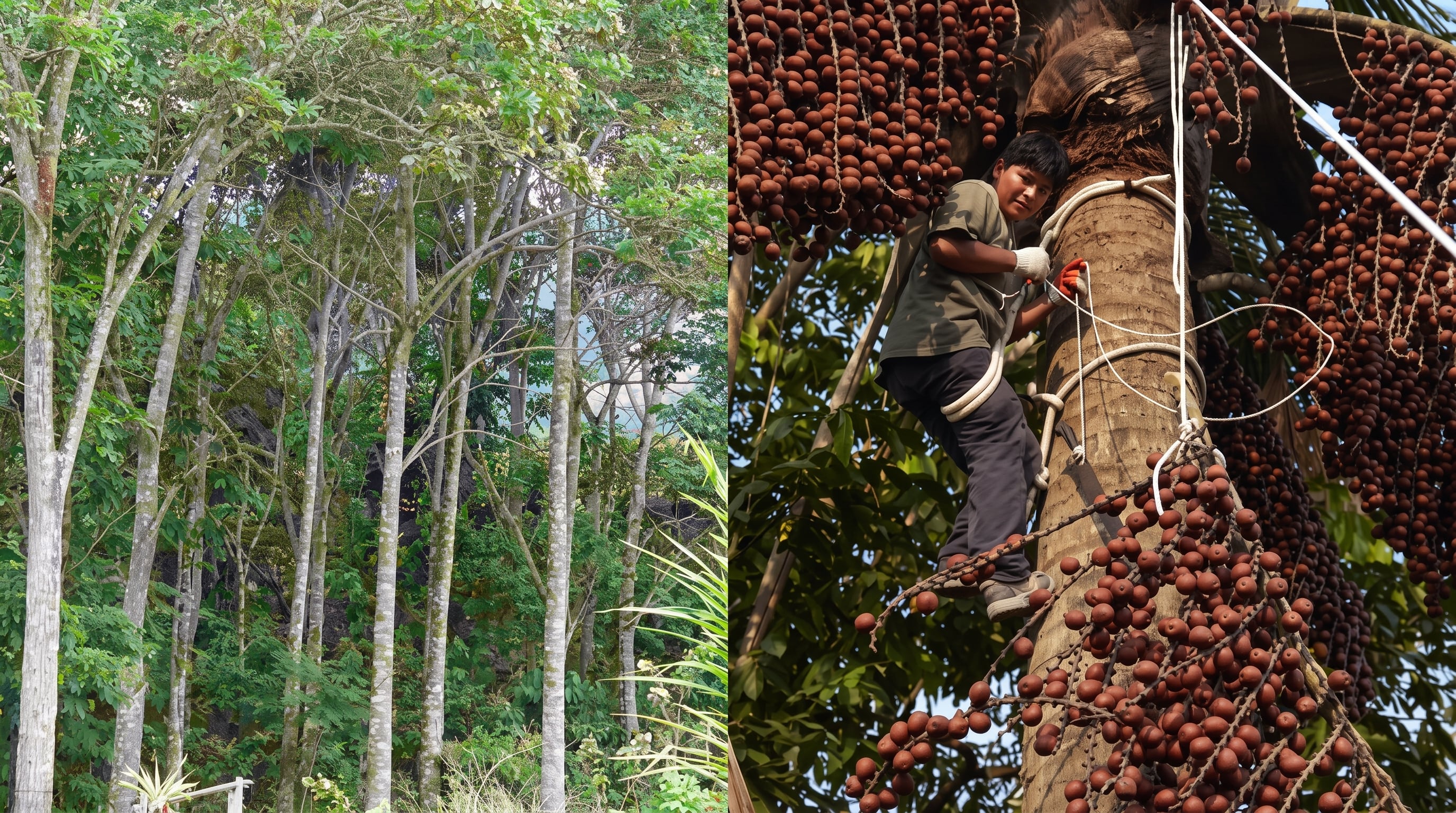 La caoba y el aguaje son especies emblemáticas de la Amazonía peruana, destacadas por su valor económico, ecológico y cultural. (Crédito: Agencia Andina)