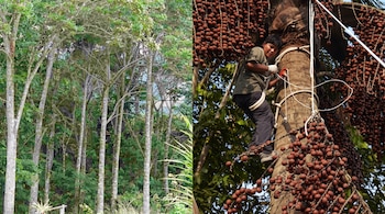 A la izquierda se ven árboles en un bosque y a la derecha una persona escala el tronco de una palmera entre racimos de frutos.