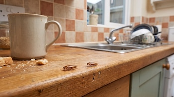 Dos cucarachas pequeñas sobre una encimera de madera con migas de pan, una taza blanca al lado y un fregadero al fondo.