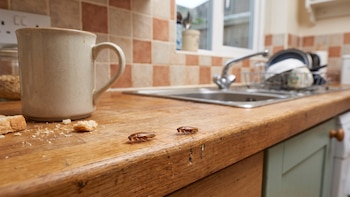 Cucarachas en la cocina: los rincones que debes revisar para descubrir por dónde entran