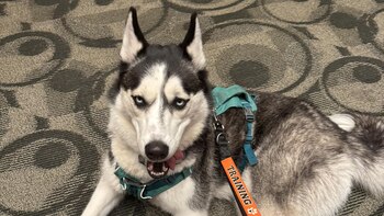 Luna salvó la vida de